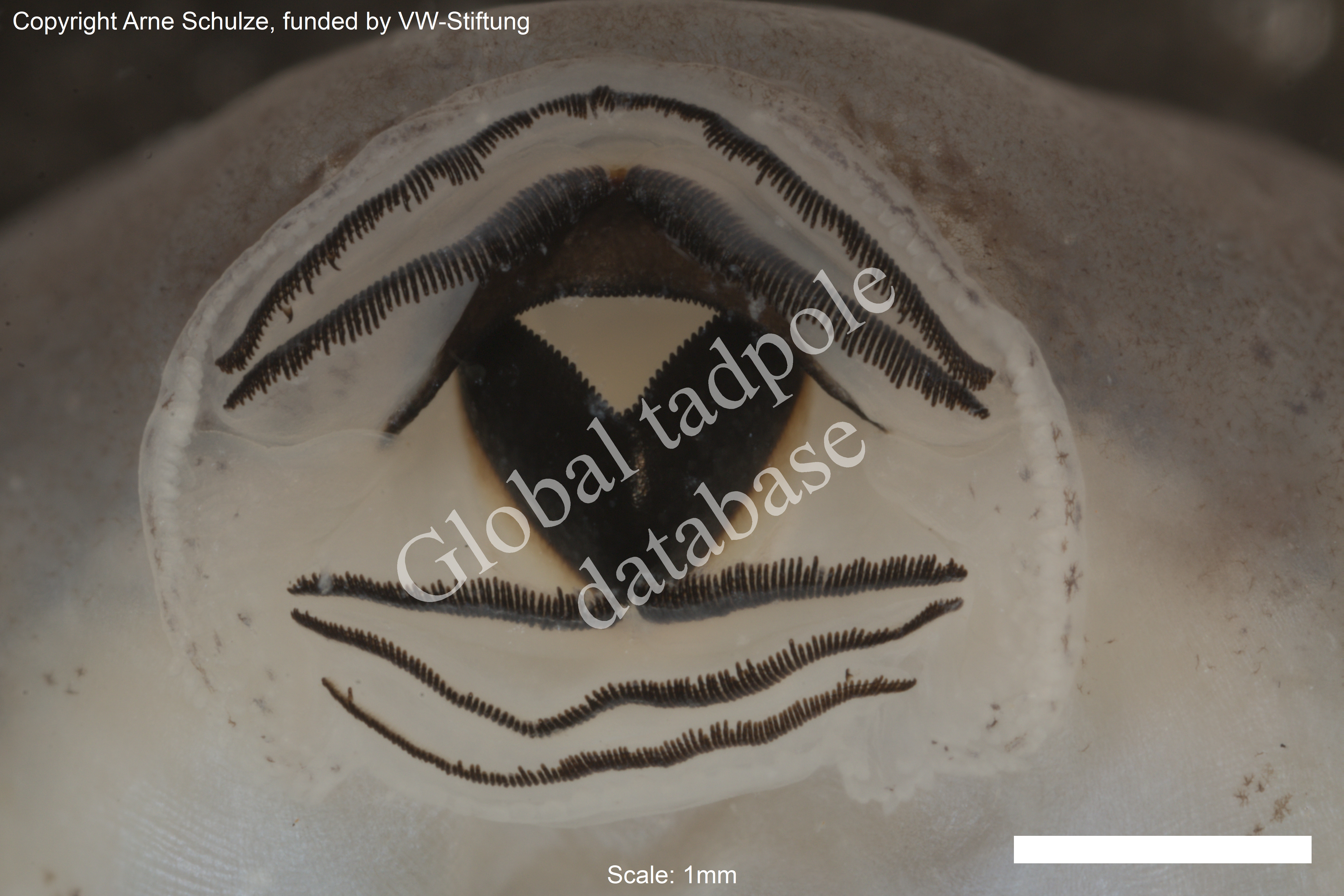 Sorry, no picture available